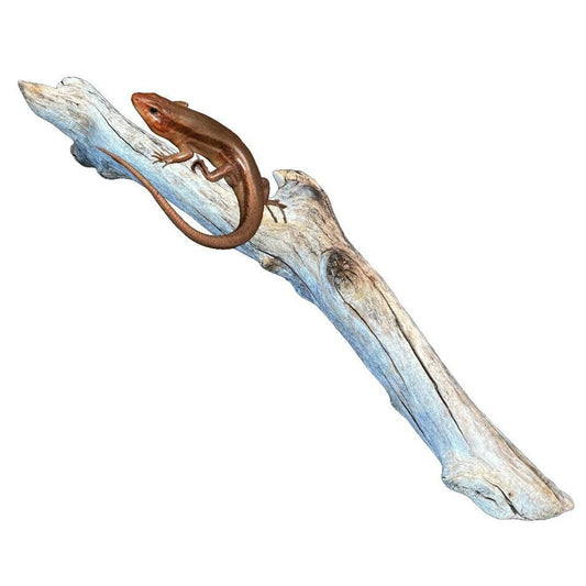 Driftwood for Reptiles, Gecko Supplies, 25" Wood for Lizards, Bearded Dragon Accessories, Lizard Gifts, Reptile Tank Decor, Wood for Skink